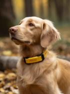 dog-pet-product-design